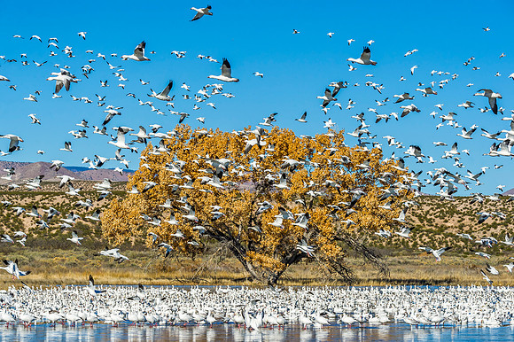 Snow_geese_Bosque_2016_7