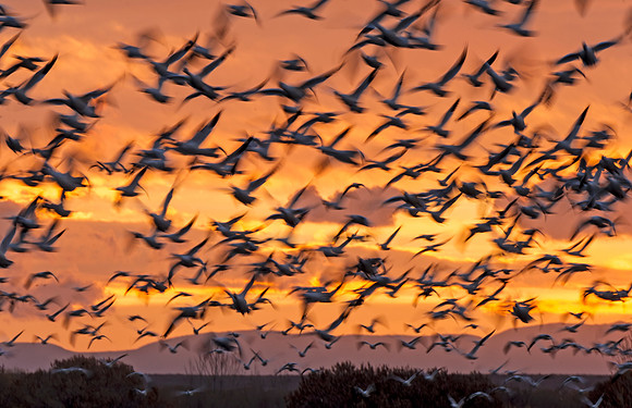 Snow_goose_BDANWR_2016_1