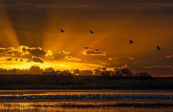 Snow_goose_BDANWR_2016_2