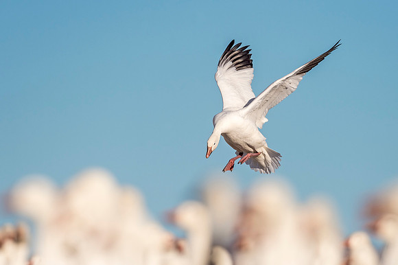 Snow_goose_BDANWR_2018_1