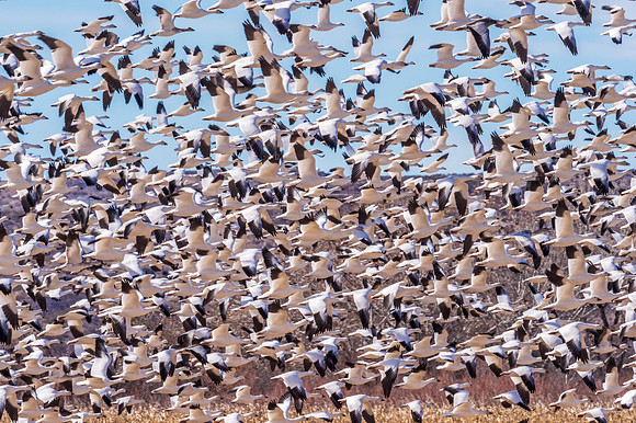 Snow_goose_BDANWR_2018_7