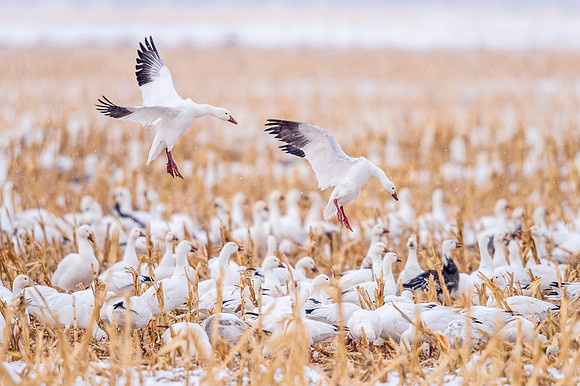 Snow_geese_JohnMartinSP_2019_1