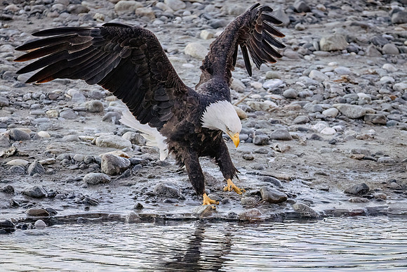 Bald_eagle_Haines_2024_2