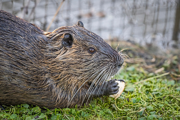 Nutria_LaFreniere_2021_1