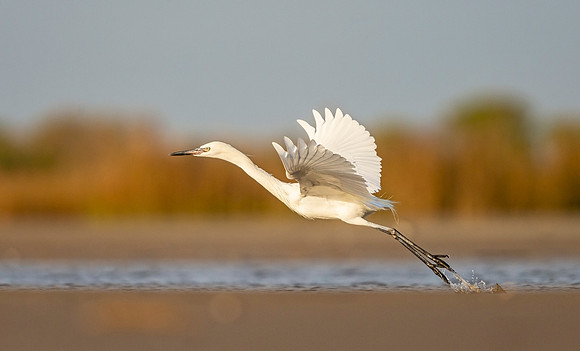 Reddish_egret_Bolivar_Flats_2020_1