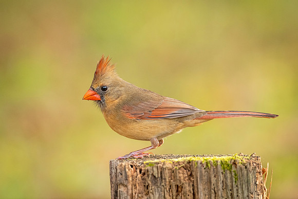 Northern_cardinal_Louisiana_2021_4