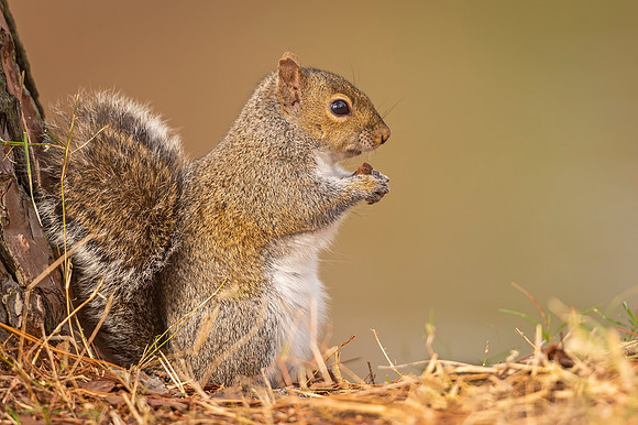 Gray_squirrel_AudubonPark_2021_1