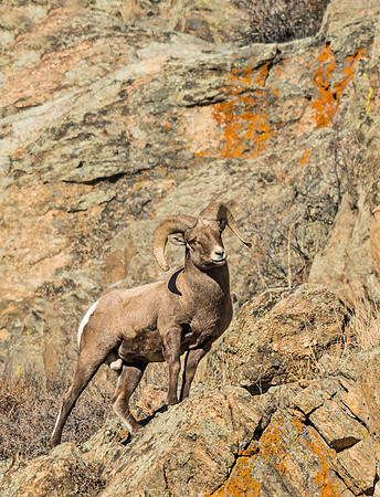 Bighorn_ram_74