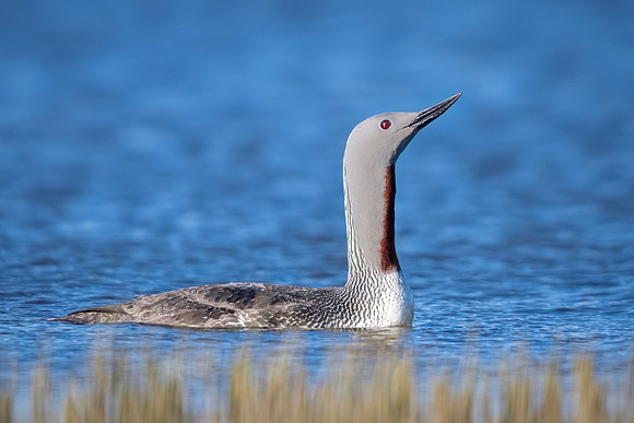Red-throated_loon_Nome_2023_1