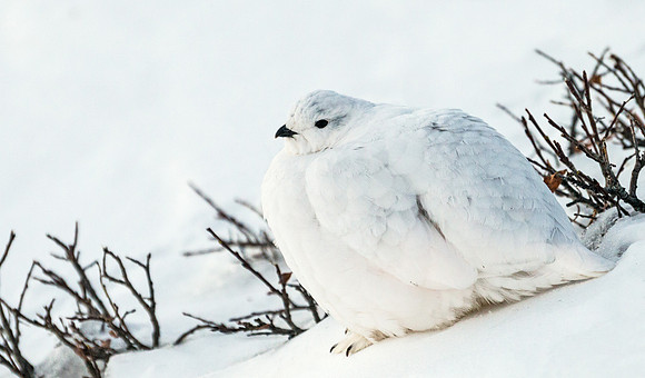 White-tailed_ptarmigan_29