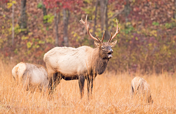 Elk_GSMNP_2016_26