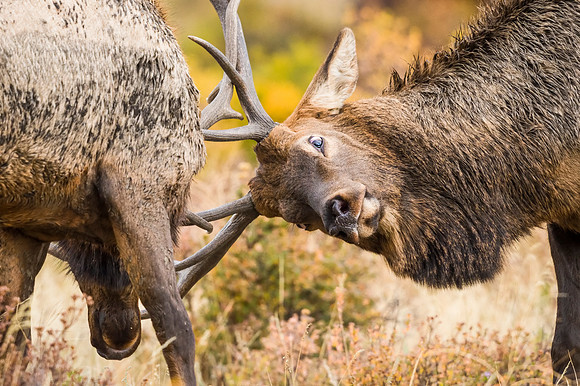 Elk_RMNP_2016_18