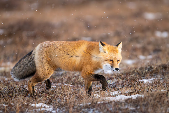Red_fox_CH_2024_1