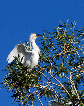 Cattle Egret Flapping