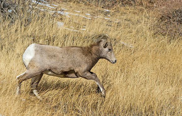 Bighorn_70