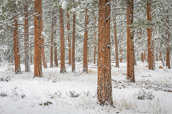 Ponderosa_forest_RMNP_2024_1