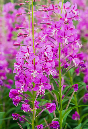 Fireweed_1