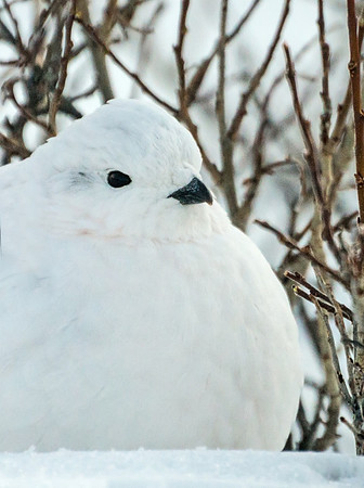 White-tailed_ptarmigan_31