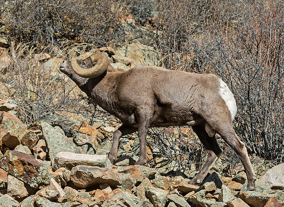 Bighorn_ram_19