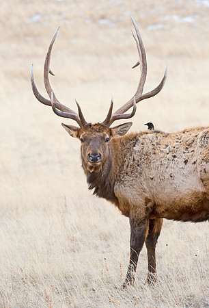 Elk_and_magpie_2