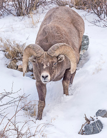 Bighorn_Georgetown_2016_8