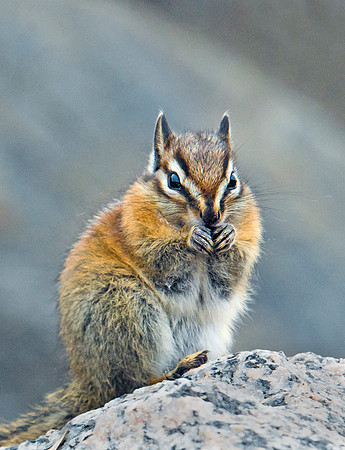 Chipmunk_3
