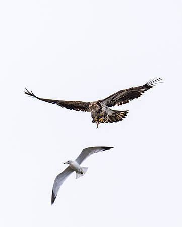 Bald_eagle_73