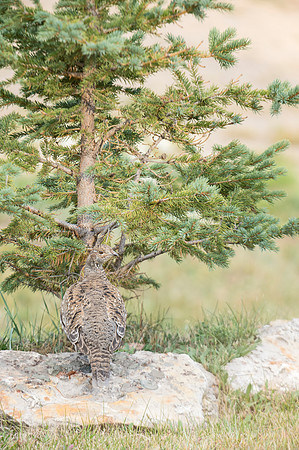 dusky_grouse_3