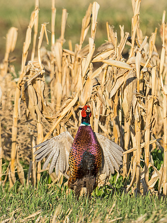 Ring-necked_pheasant_7