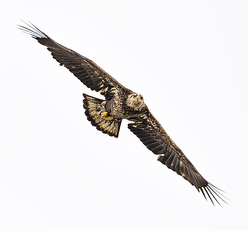 Bald_eagle_81
