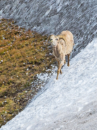 Bighorn_ram_96