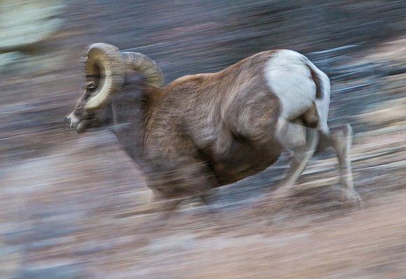 Bighorn_ram_pan_30