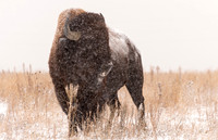 Bison_56