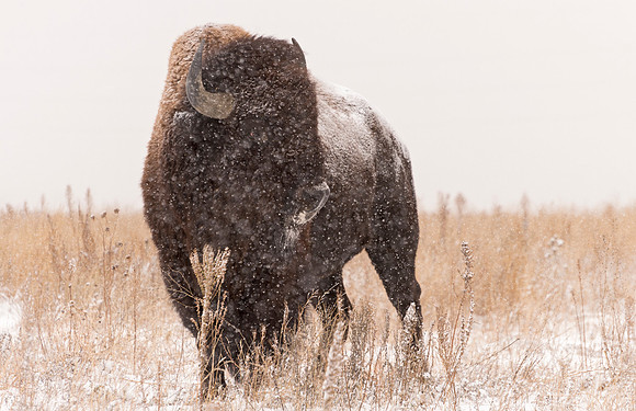 Bison_56