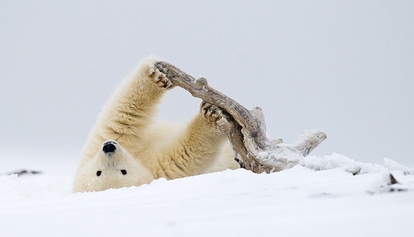 Polar_bear_24