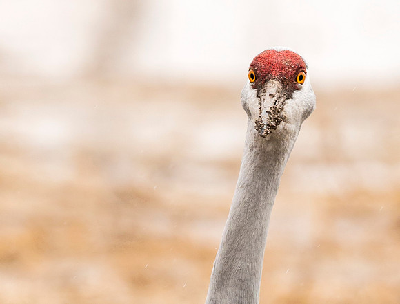 Sandhill_Crane_BDANWR_portrait_2