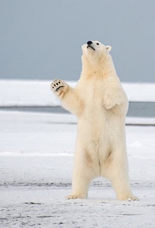 Polar_bear_18