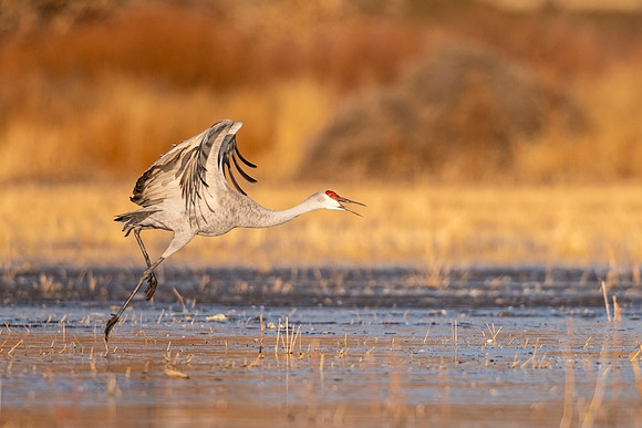 Sandhill_crane_BDANWR_2021_4