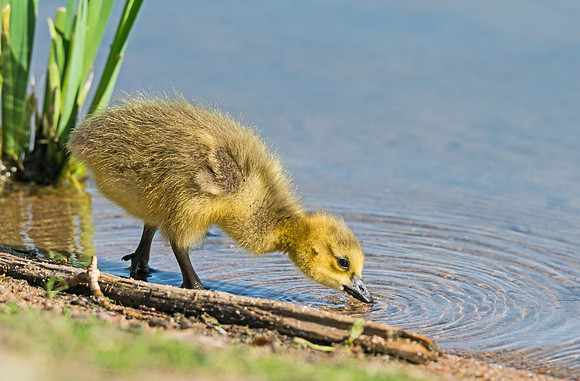 Gosling_2