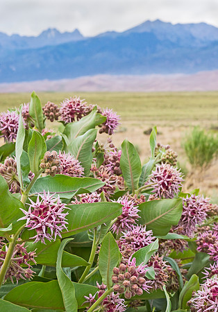 Great_Sand_Dunes_11