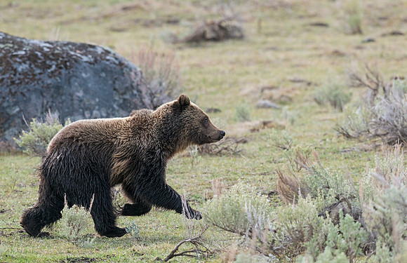 Grizzly_bear_4