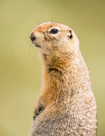 Arctic_ground_squirrel_Denali_2016_1