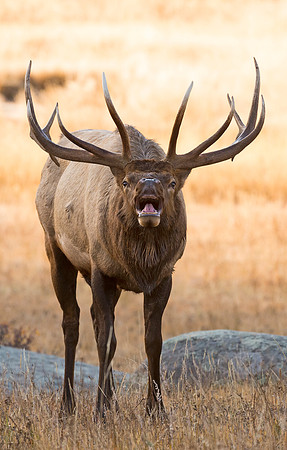 Elk_41