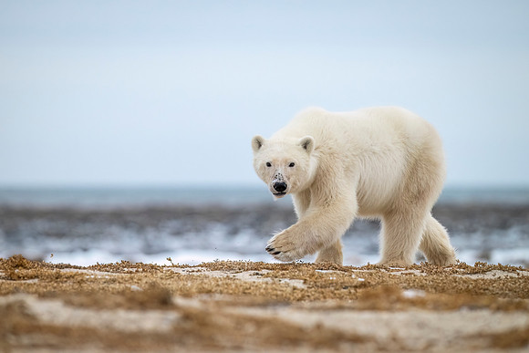Polar_bear_CH_2024_12