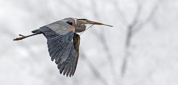 Great_Blue_Heron_6