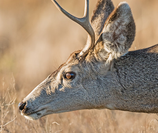 Mule_deer_buck_68