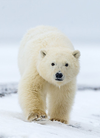 Polar_bear_22