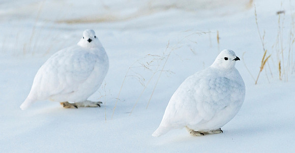 White-tailed_ptarmigan_37