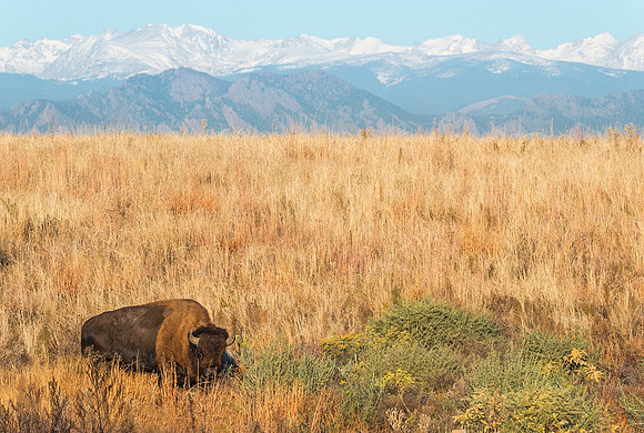 Bison_53