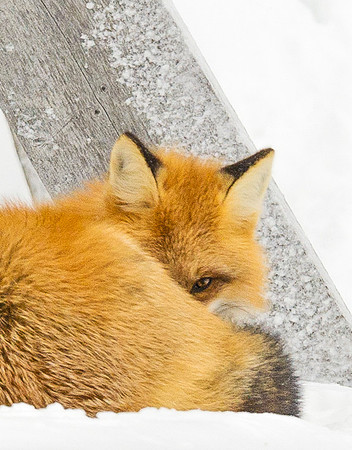 Red_fox_40